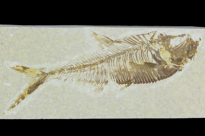 Bargain, Fossil Fish (Diplomystus) - Green River Formation #120671